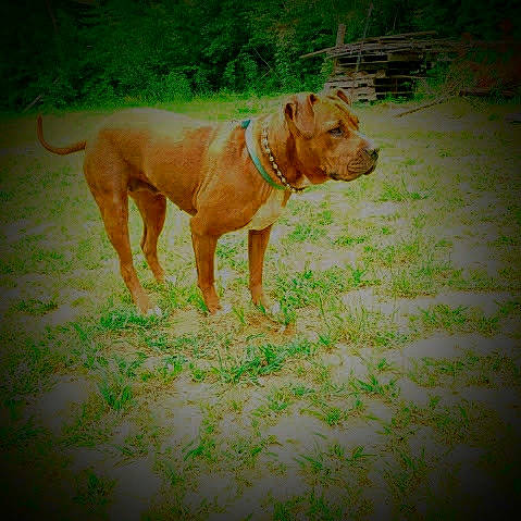 Precious Marie is registered to the contest to win money with this photo: canidae, carnivore, companion_dog, dog, dog_breed, dog_collar, dog_supply, fawn, grass, grassland, guard_dog, hunting_dog, liver, pet_supply, tail, terrestrial_animal, wood, working_animal, working_dog