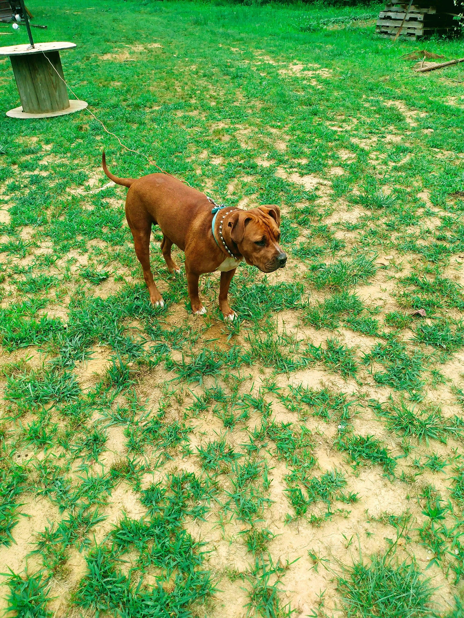 Precious Marie joined the competition — help win amazing prizes! carnivore, collar, companion_dog, dog, dog_breed, dog_supply, fawn, flooring, grass, green, groundcover, lawn, liver, pet_supply, plant, sporting_group, tail, terrestrial_animal, working_animal, working_dog