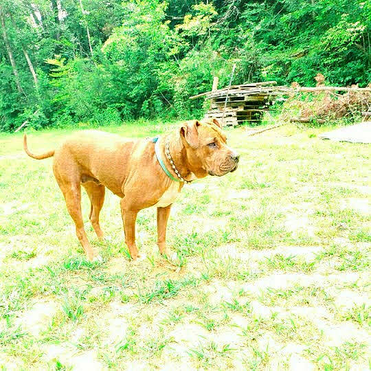 Precious Marie is registered to the contest to win money with this photo: canidae, carnivore, collar, companion_dog, dog, dog_breed, dog_collar, fawn, grass, groundcover, guard_dog, hunting_dog, liver, plant, sporting_group, tail, terrestrial_animal, tree, working_animal, working_dog