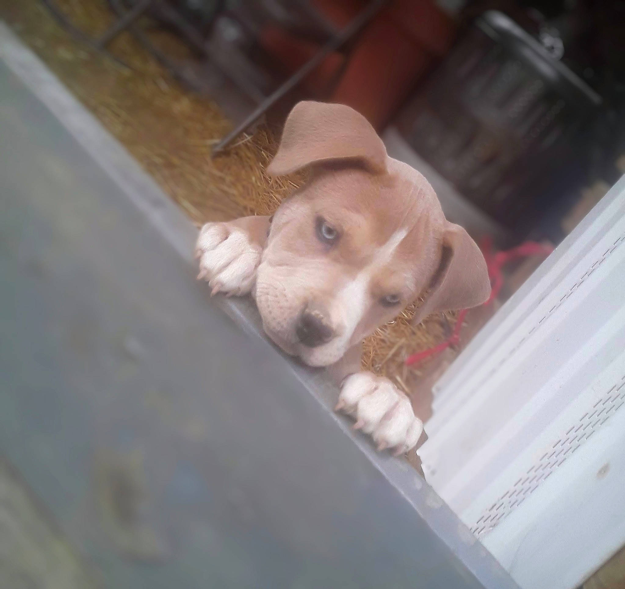 Diesel joined the competition — help win amazing prizes! basset_artesien_normand, beagle, carnivore, companion_dog, dog, dog_breed, fawn, fur, non_sporting_group, paw, pet_supply, scent_hound, snout, sporting_group, toy_dog, whiskers, wood, working_animal