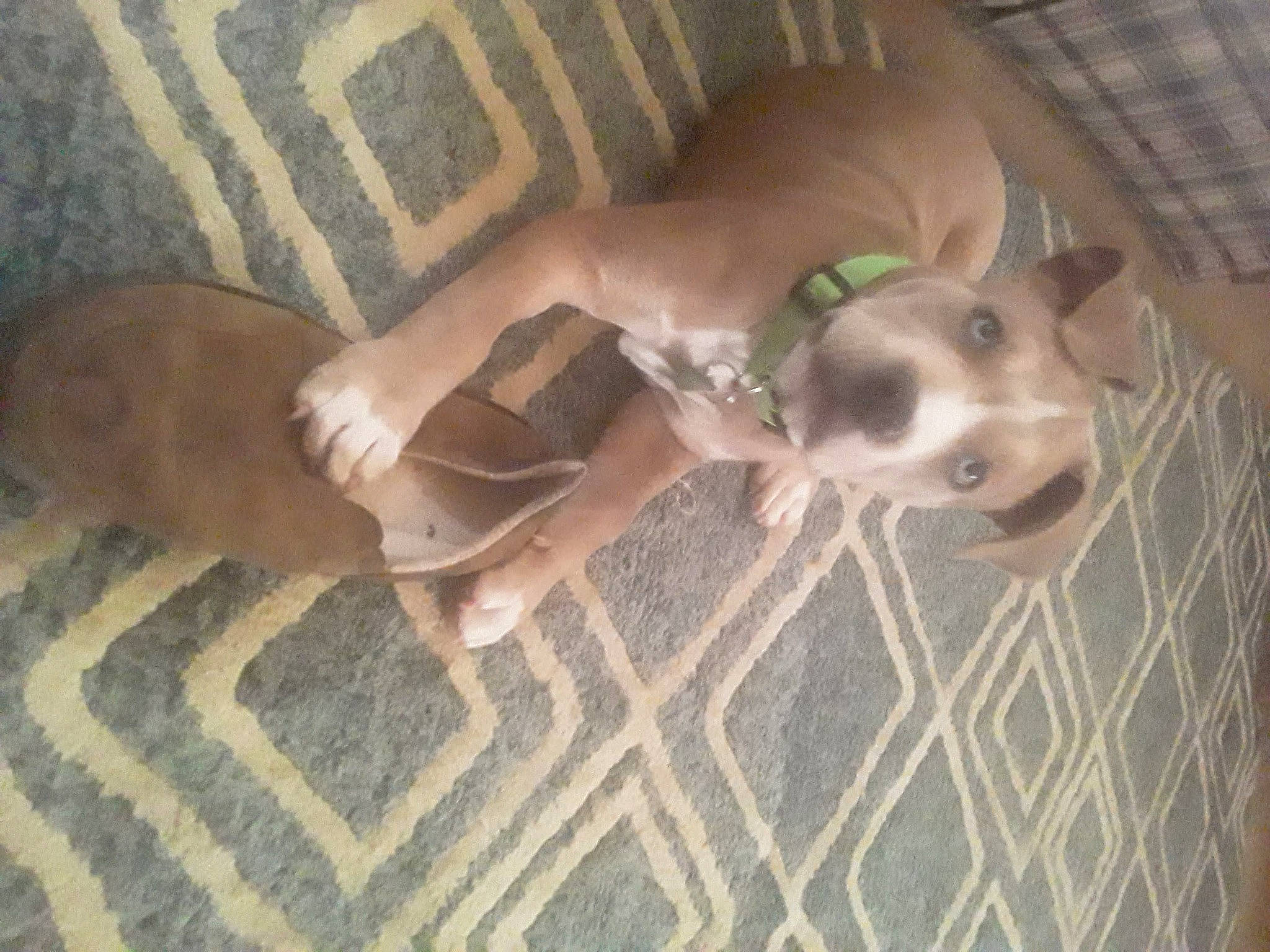 Diesel joined the competition — help win amazing prizes! canidae, carnivore, comfort, companion_dog, dog, dog_breed, dog_supply, fawn, floor, flooring, hardwood, non_sporting_group, pattern, paw, sporting_group, tail, terrestrial_animal, vertebrate, wood, working_animal