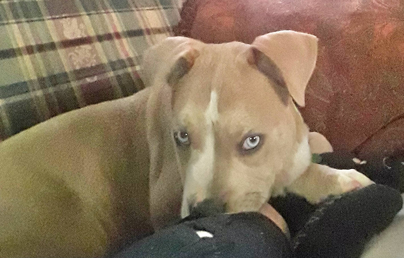 Diesel joined the competition — help win amazing prizes! canidae, carnivore, collar, comfort, companion_dog, couch, dog, dog_breed, ear, fawn, non_sporting_group, plaid, snout, sporting_group, tartan, terrestrial_animal, whiskers, working_animal