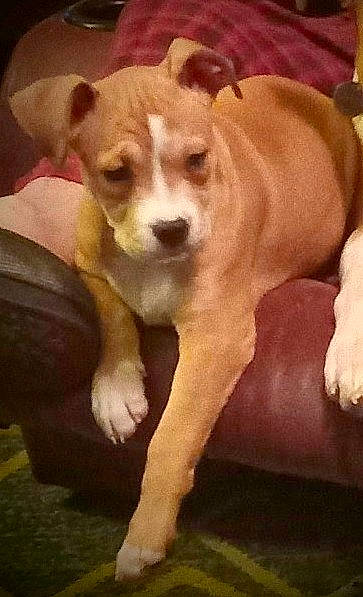 Peewee is registered to the contest to win money with this photo: ancient_dog_breeds, carnivore, comfort, companion_dog, dog, dog_breed, fawn, fur, paw, photo_caption, puppy, puppy_love, snout, sporting_group, tail, terrestrial_animal, toy_dog, whiskers, wood, working_animal