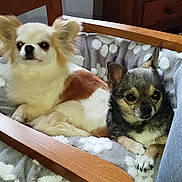 Julia participe au concours pour gagner de l'argent avec cette photo : animal, bed, blanket, chihuahua, companion, cozy, cute, dog, domestic, fluffy, friendship, furry, indoor, pet, polka_dot, relaxed, resting, small_dog, two_dogs, wooden_furniture