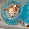 Julia participe au concours pour gagner de l'argent avec cette photo : animal, bathroom, bathtub, blue_inflatable, chihuahua, cute, dog, fur, indoor, inflatable_pool, looking_down, pet, pet_bath, resting, shower_hose, small_dog, tiny, water, wet, white_and_brown