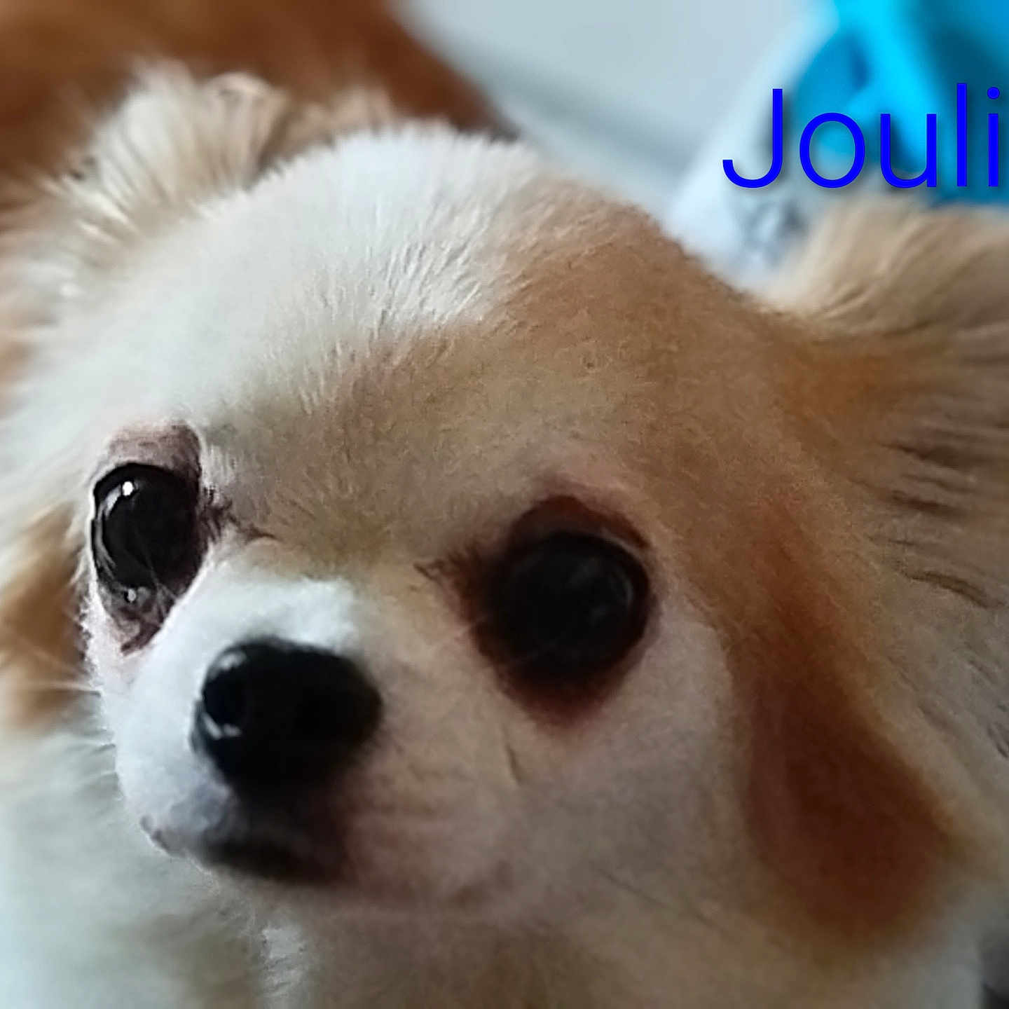 Julia