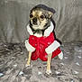 Tara participe au concours pour gagner de l'argent avec cette photo : animal, blanket, chihuahua, clothing, cozy, cute, dog, festive, fur, gray_blanket, holiday_coat, indoor, looking_away, pet, portrait, red_coat, sitting, small_dog, triangle_pattern, white_trim