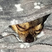 Tara a rejoint le concours — aidez-le/la à gagner de superbes lots ! animal, blanket, closed_eyes, comfort, cozy, cute, dog, face, fur, fur_texture, indoors, nose, paw_prints, pet, relaxed, resting, sleeping, snuggled, soft, warm