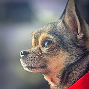 Tara participe au concours pour gagner de l'argent avec cette photo : dog, chihuahua, pet, animal, close_up, profile, fur, ears, brown, black, red_clothing, portrait, looking_away, whiskers, small_dog, domestic_animal, cute, face, side_view, outdoor
