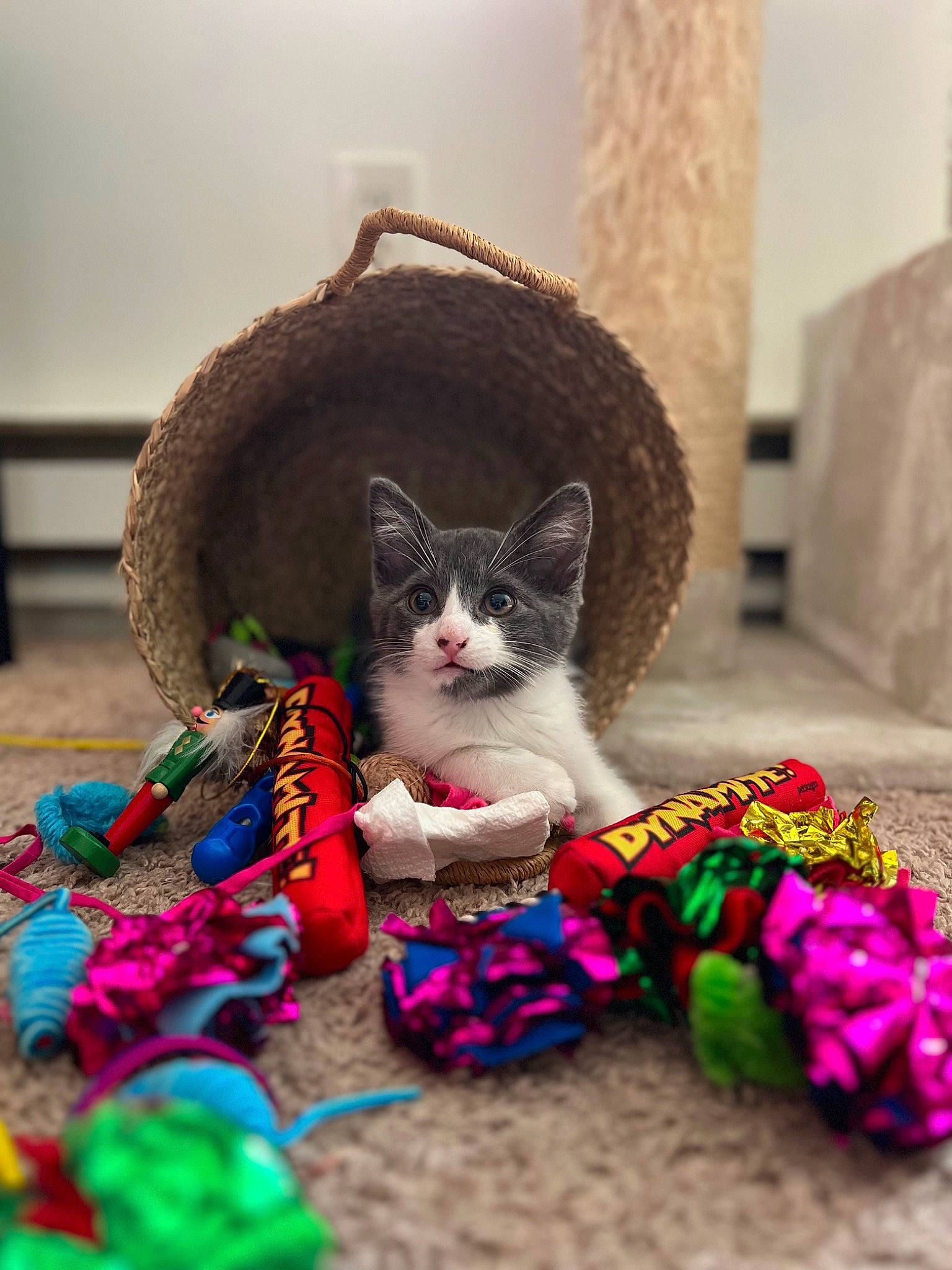 Kennedy joined the competition — help win amazing prizes! carnivore, cat, comfort, domestic_short_haired_cat, fawn, felidae, fur, linens, magenta, pattern, petal, plant, small_to_medium_sized_cats, tail, thread, tree, whiskers, wood, wool, woolen