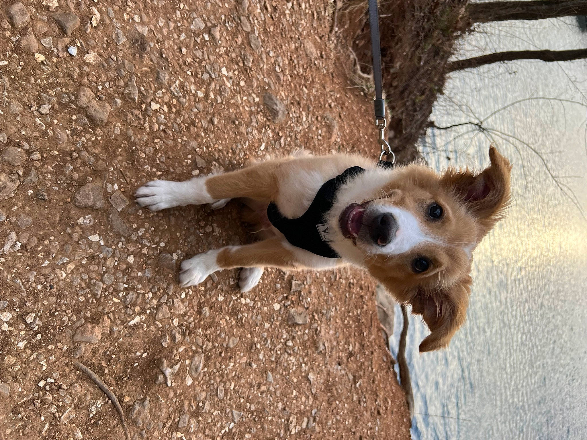 Dash joined the competition — help win amazing prizes! carnivore, collar, companion_dog, dog, dog_breed, dog_collar, fur, herding_dog, paw, plant, soil, street_dog, tail, terrestrial_animal, tree, working_animal, working_dog