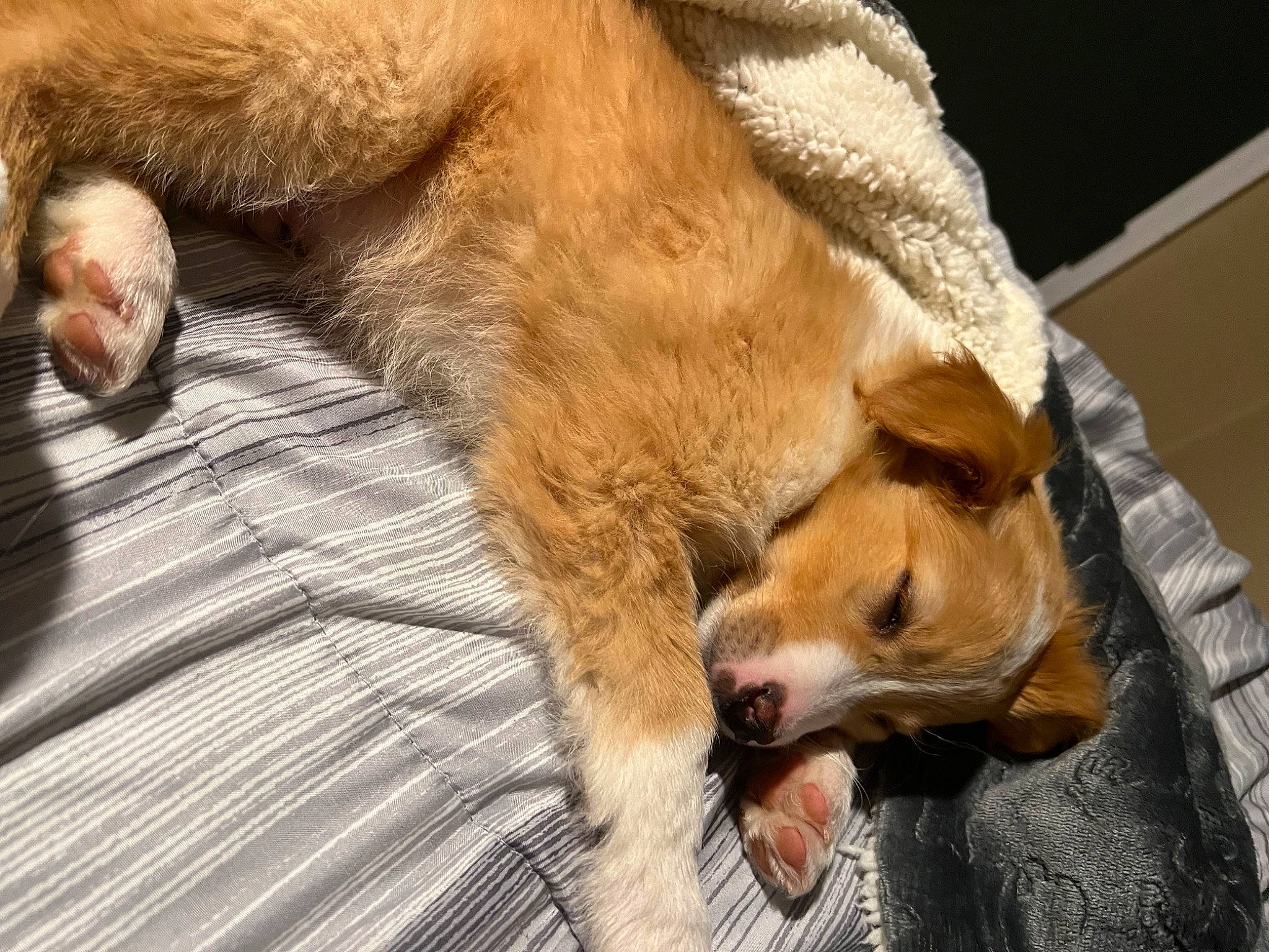 Dash joined the competition — help win amazing prizes! canidae, carnivore, claw, comfort, companion_dog, dog, dog_breed, dog_supply, fawn, fur, liver, nap, paw, sleep, snout, sporting_group, tail, terrestrial_animal, whiskers, wildlife