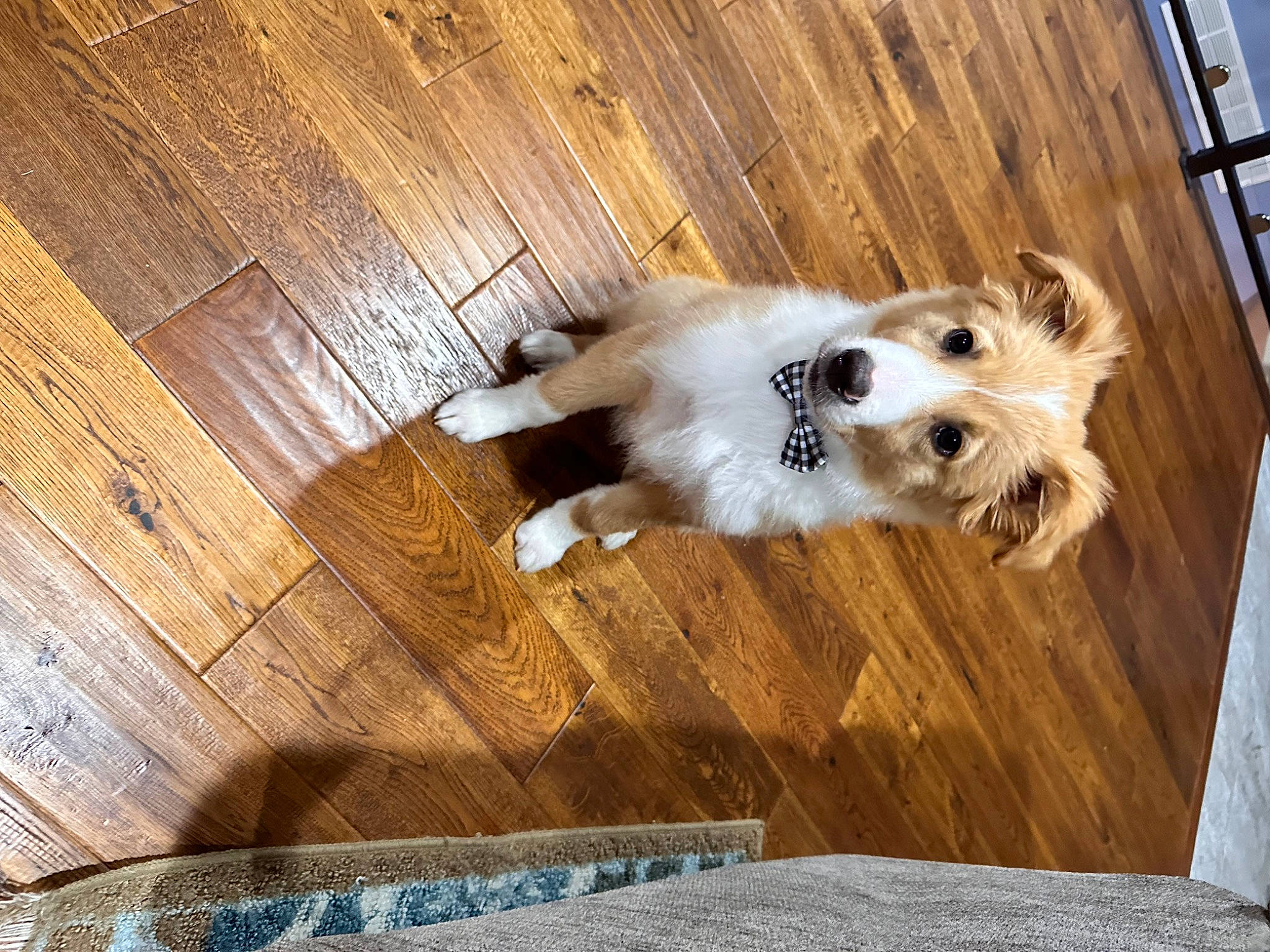 Dash is registered to the contest to win money with this photo: carnivore, companion_dog, dog, dog_breed, floor, flooring, german_spitz, german_spitz_klein, german_spitz_mittel, hardwood, laminate_flooring, plank, plywood, spitz, toy_dog, varnish, volpino_italiano, wood, wood_flooring, wood_stain