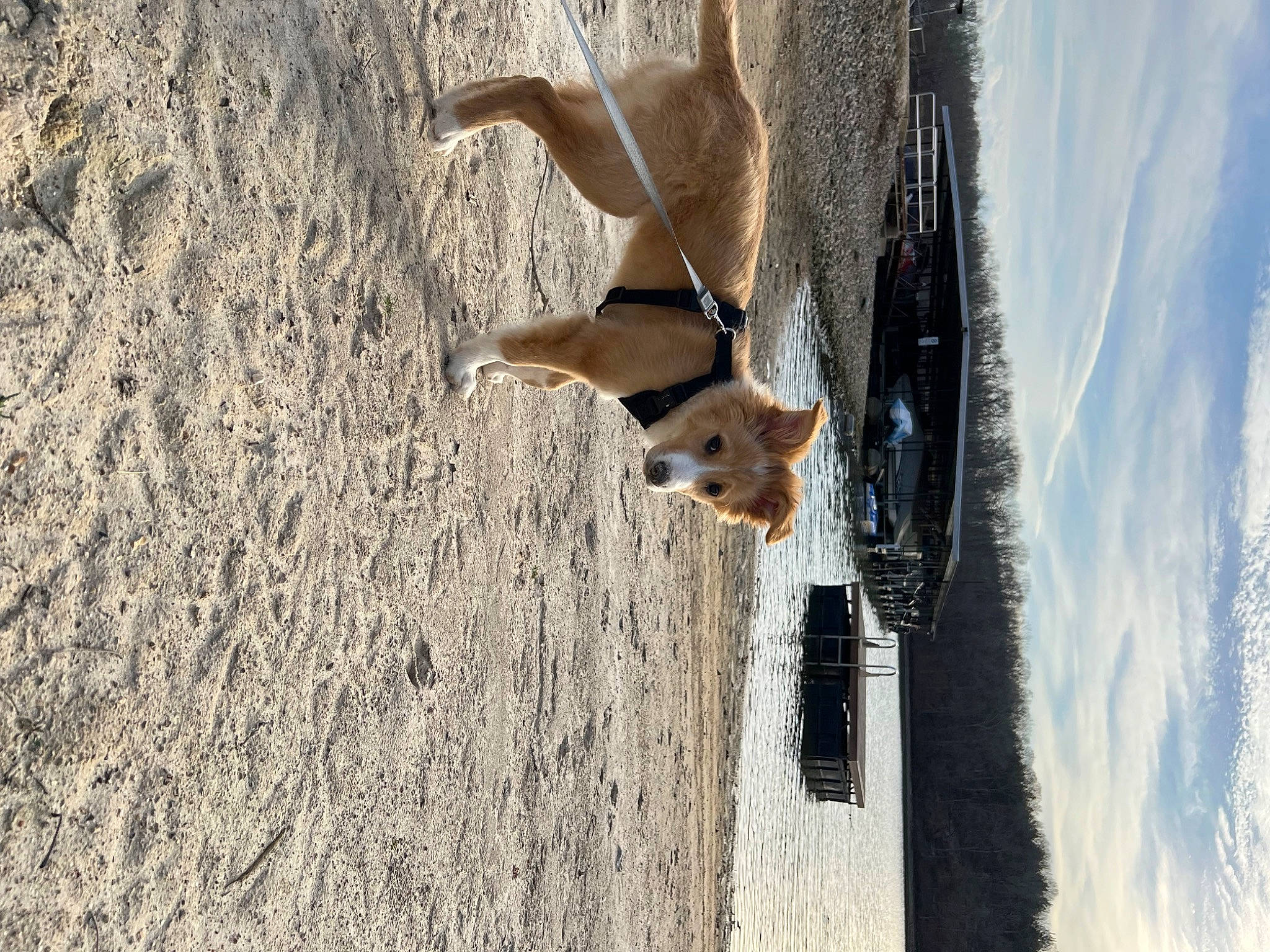 Dash is registered to the contest to win money with this photo: antelope, canidae, carnivore, cloud, deer, dog, dog_breed, fawn, plant, sky, snout, sporting_group, sunglasses, tail, tree, trunk, water, wildlife, window, wood