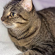 Lana joined the competition — help win amazing prizes! cat, tabby_cat, close_up, fur, whiskers, ears, eyes, paws, pet, animal, indoor, relaxed, curious, lying_down, soft_surface, texture, focus, portrait, mammal, domestic_cat