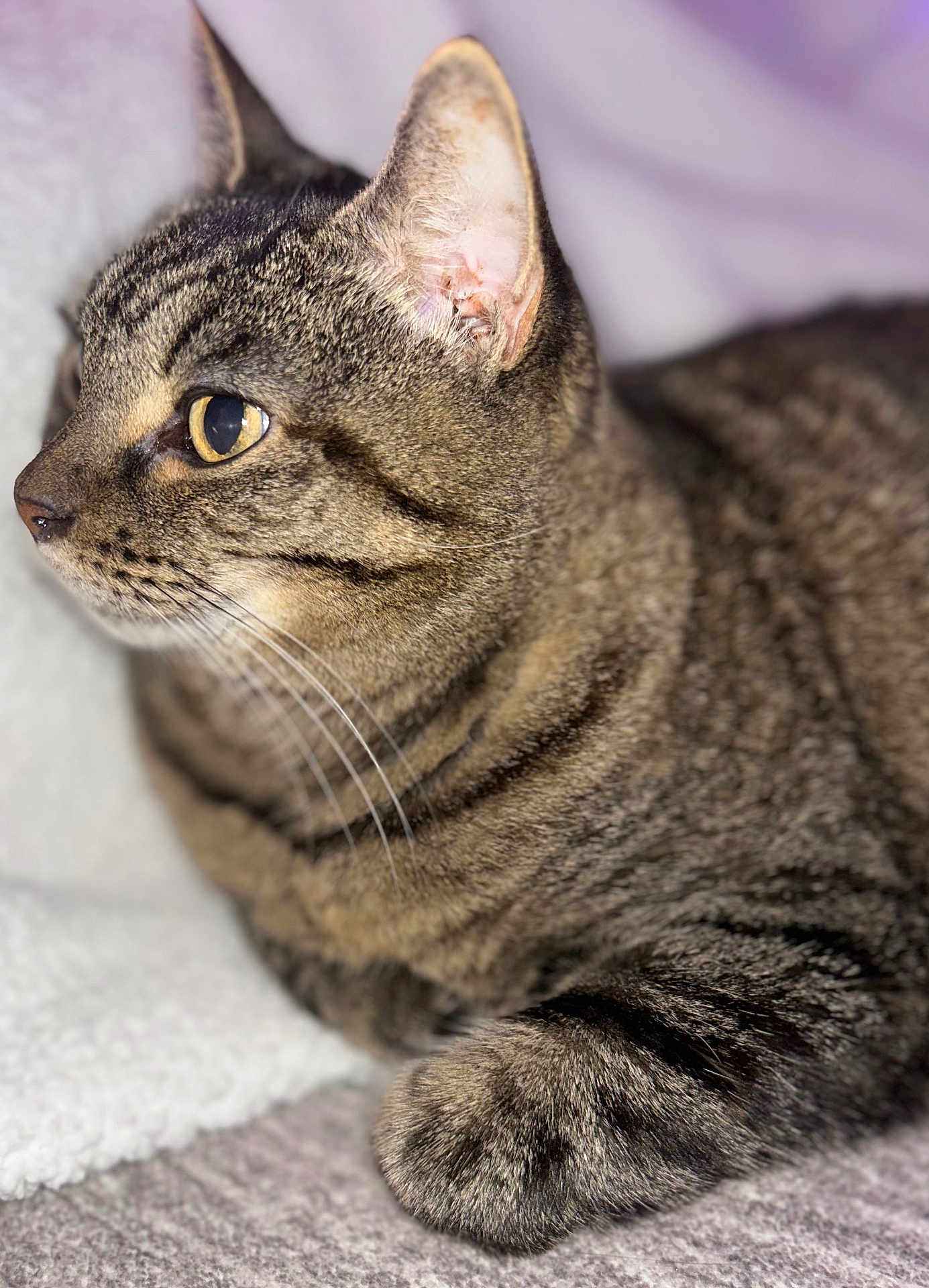 Lana joined the competition — help win amazing prizes! cat, tabby_cat, close_up, fur, whiskers, ears, eyes, paws, pet, animal, indoor, relaxed, curious, lying_down, soft_surface, texture, focus, portrait, mammal, domestic_cat