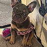 Mocha joined the competition — help win amazing prizes! animal, ball, blanket, cage, canine, chew_toy, closeup, cute, dog, french_bulldog, indoor, pet, pet_accessory, pink_harness, playful, plush_toy, puppy, sitting, soft, young