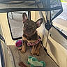 Mocha is registered to the contest to win money with this photo: animal, blanket, bone_toy, cute, dog, domestic_animal, french_bulldog, indoor, looking, mesh_window, pet, pet_carrier, pink_harness, plush_toy, puppy, resting, sitting, small_dog, toy, young_dog