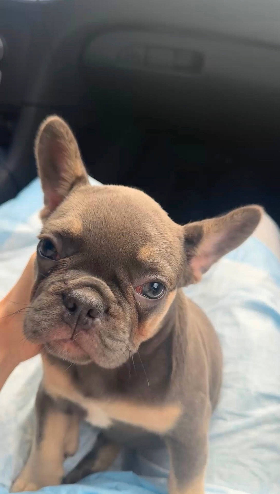 Mocha