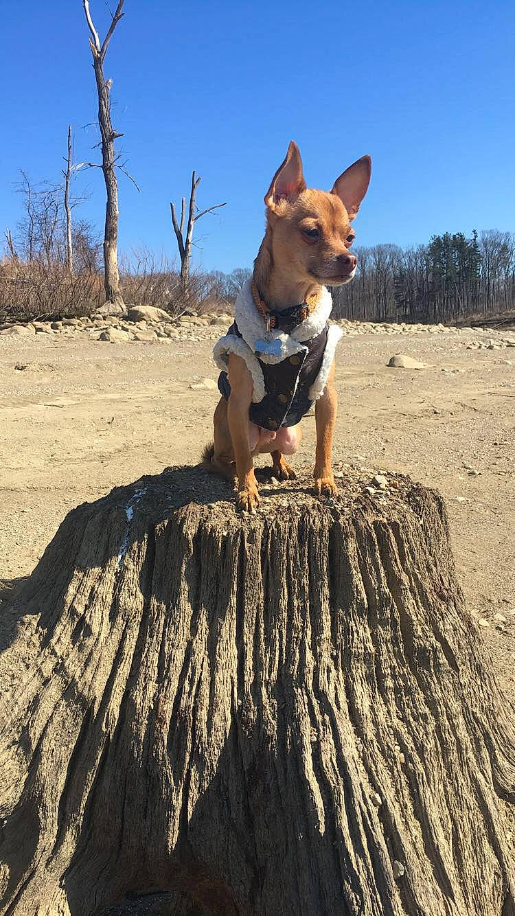 Quincy joined the competition — help win amazing prizes! american_staffordshire_terrier, australian_cattle_dog, canidae, carnivore, dog, dog_breed, fawn, hunting_dog, ibizan_hound, mammal, non_sporting_group, sporting_group, tree, vertebrate