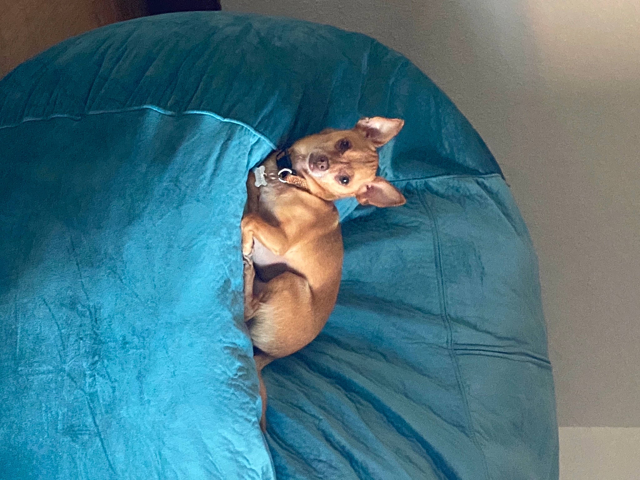 Quincy joined the competition — help win amazing prizes! canidae, carnivore, chihuahua, companion_dog, dog, dog_breed, fawn, miniature_pinscher, puppy, toy_dog