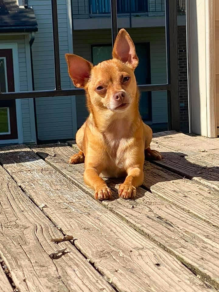 Quincy is registered to the contest to win money with this photo: canidae, carnivore, chihuahua, companion_dog, corgi_chihuahua, dog, dog_breed, fawn, mammal, pembroke_welsh_corgi, snout, toy_dog, vertebrate