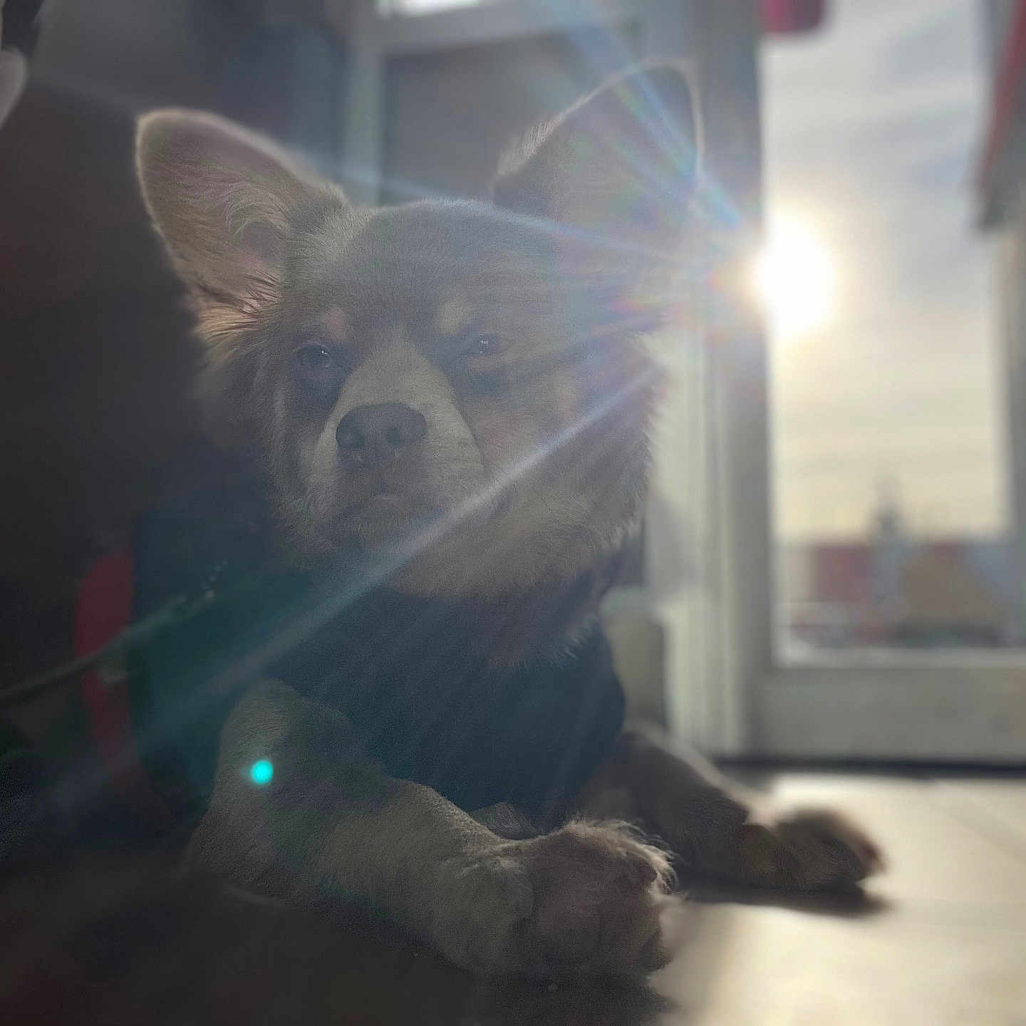 Koda is registered to the contest to win money with this photo: animal, bulldog, canine, cat, dog, face, flare, head, light, lighting, nature, outdoors, person, pet, photography, portrait, puppy, sky, sun, sunlight