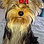 adorable, animal, bedspread, bow, companion, cute, cute_pet, dog, domestic_animal, ears, face, fluffy, fur, groomed, indoor, pet, portrait, sitting, small_dog, yorkshire_terrier