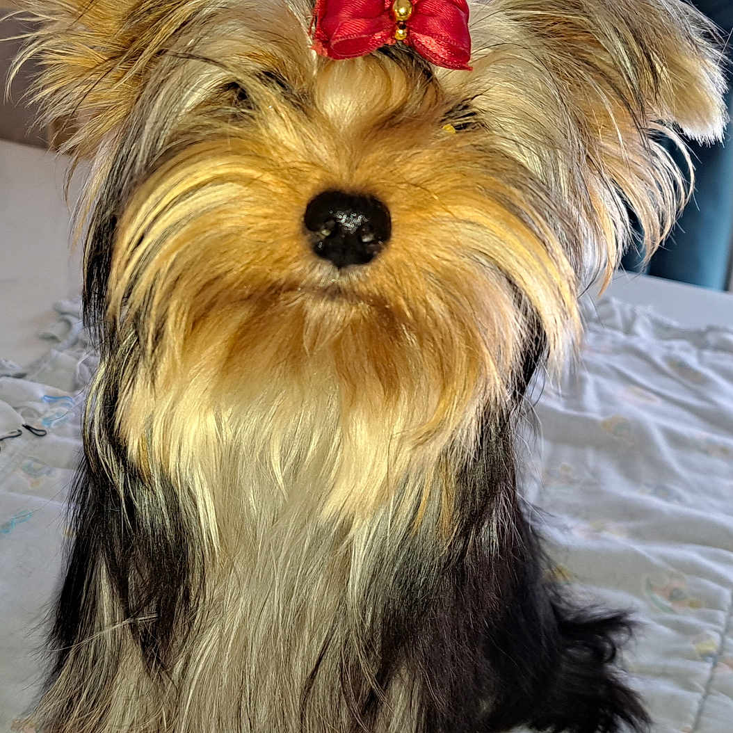 Vanille participe au concours pour gagner de l'argent avec cette photo : adorable, animal, bedspread, bow, companion, cute, cute_pet, dog, domestic_animal, ears, face, fluffy, fur, groomed, indoor, pet, portrait, sitting, small_dog, yorkshire_terrier