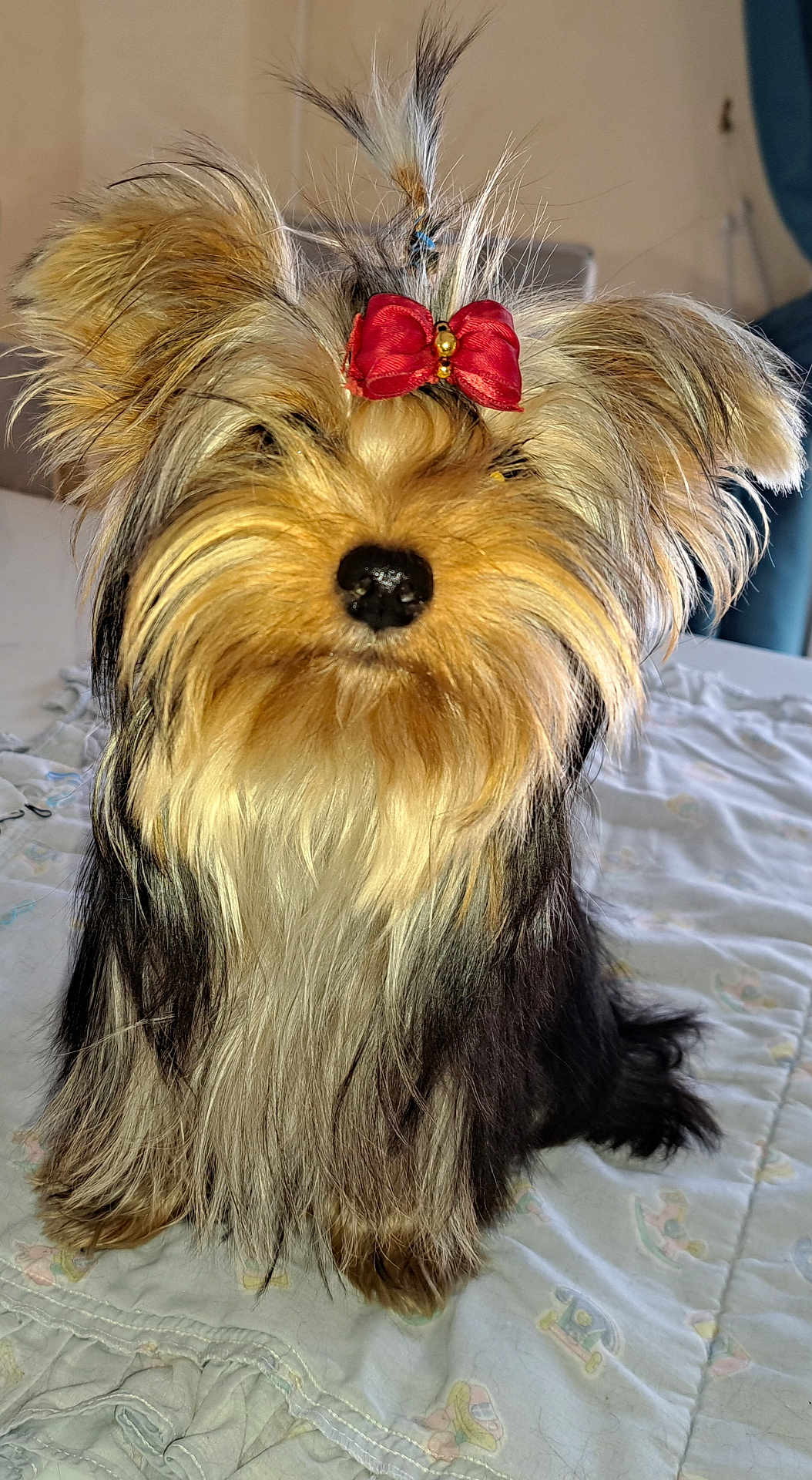 Vanille participe au concours pour gagner de l'argent avec cette photo : adorable, animal, bedspread, bow, companion, cute, cute_pet, dog, domestic_animal, ears, face, fluffy, fur, groomed, indoor, pet, portrait, sitting, small_dog, yorkshire_terrier