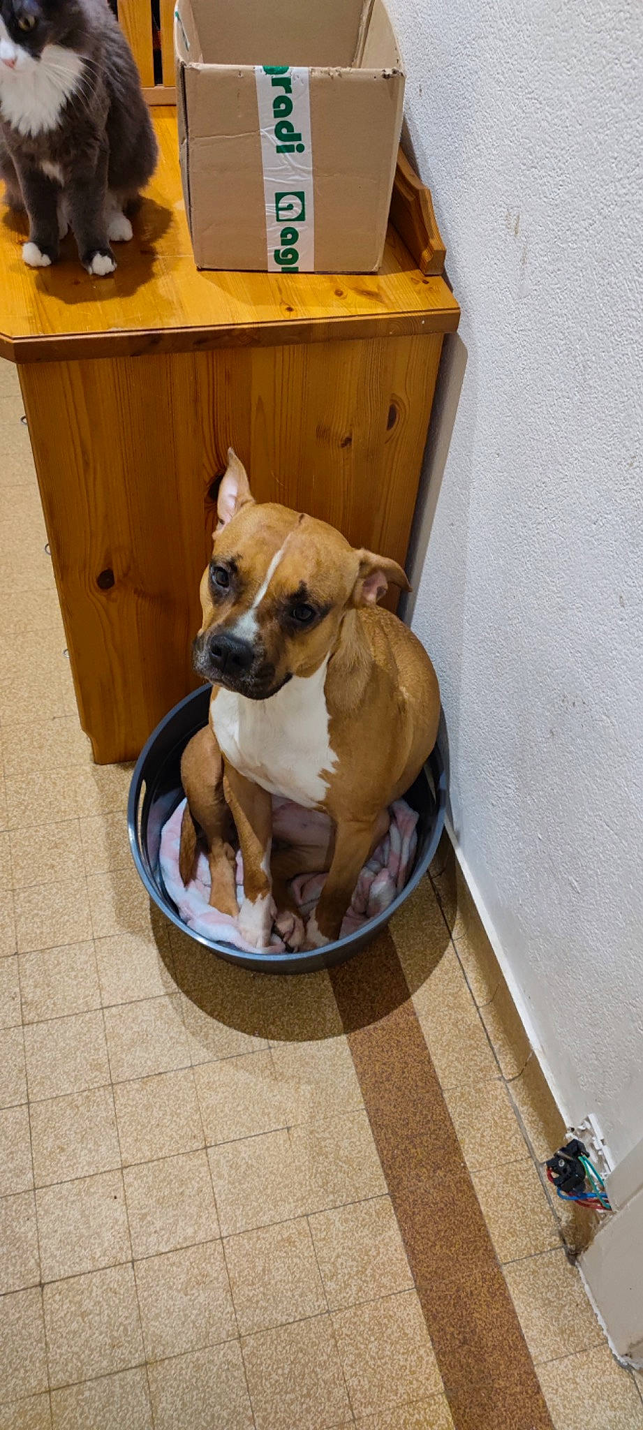 Laska a rejoint le concours — aidez-le/la à gagner de superbes lots ! ancient_dog_breeds, cabinetry, carnivore, chair, collar, comfort, companion_dog, cupboard, dog, dog_bed, dog_breed, dog_supply, flooring, hardwood, non_sporting_group, pet_supply, table, tail, wood, working_animal