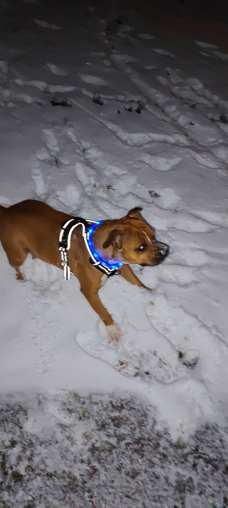 Laska participe au concours pour gagner de l'argent avec cette photo : canidae, carnivore, collar, companion_dog, dog, dog_breed, dog_clothes, dog_supply, fawn, freezing, hound, liver, pet_supply, snout, snow, sporting_group, tail, whiskers, winter, working_animal