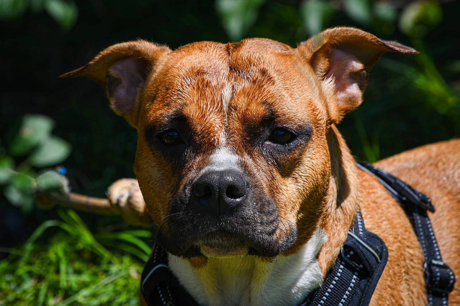 Laska participe au concours pour gagner de l'argent avec cette photo : ancient_dog_breeds, canidae, carnivore, close_up, collar, companion_dog, dog, dog_breed, dog_collar, fawn, fur, grass, pet_supply, plant, snout, sporting_group, terrestrial_animal, whiskers, working_animal, working_dog