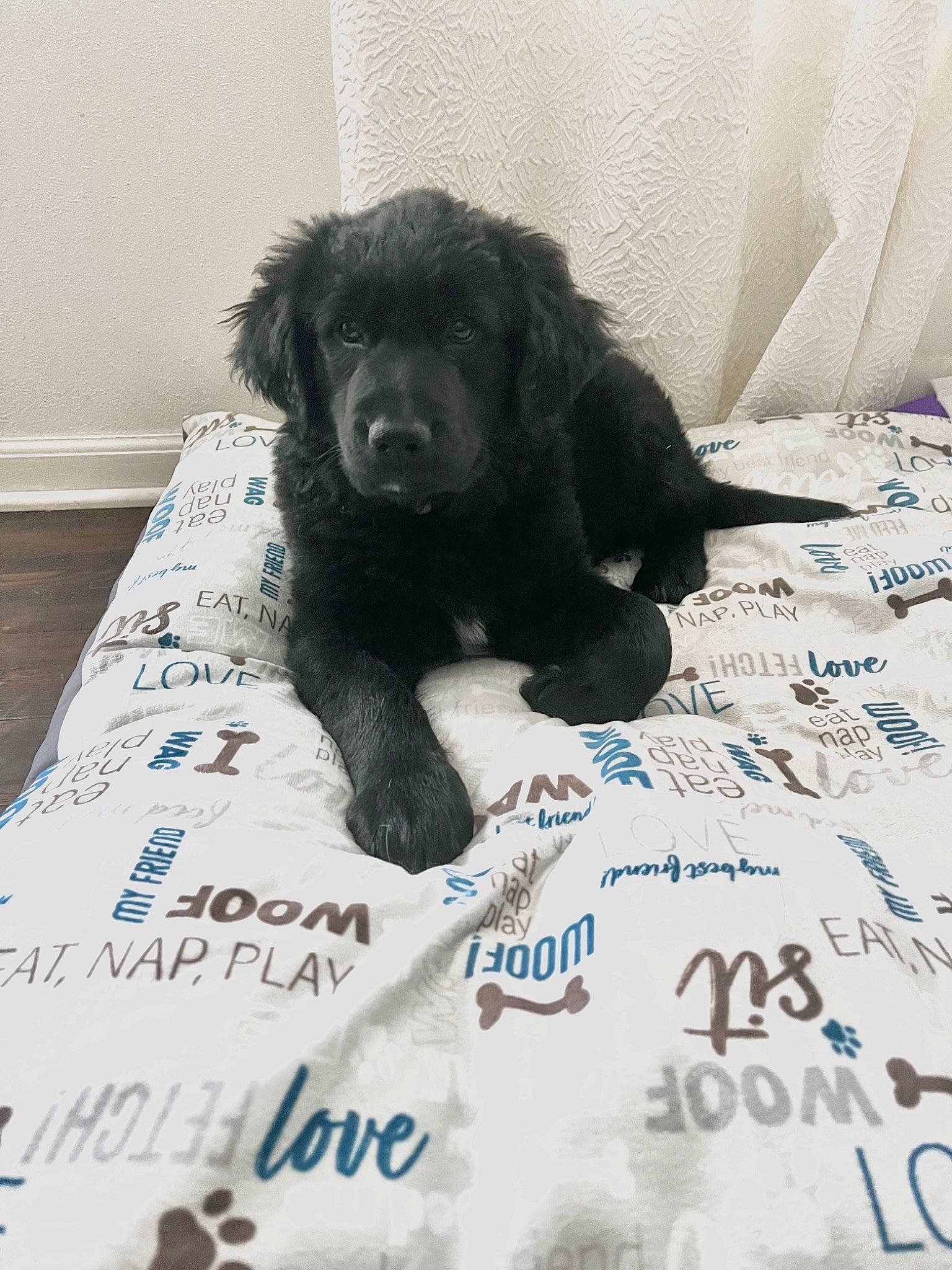 Miya is registered to the contest to win money with this photo: borador, canidae, carnivore, comfort, companion_dog, dog, dog_breed, dog_supply, flooring, fur, gun_dog, handwriting, linens, liver, retriever, snout, spaniel, sporting_group, terrestrial_animal, working_animal