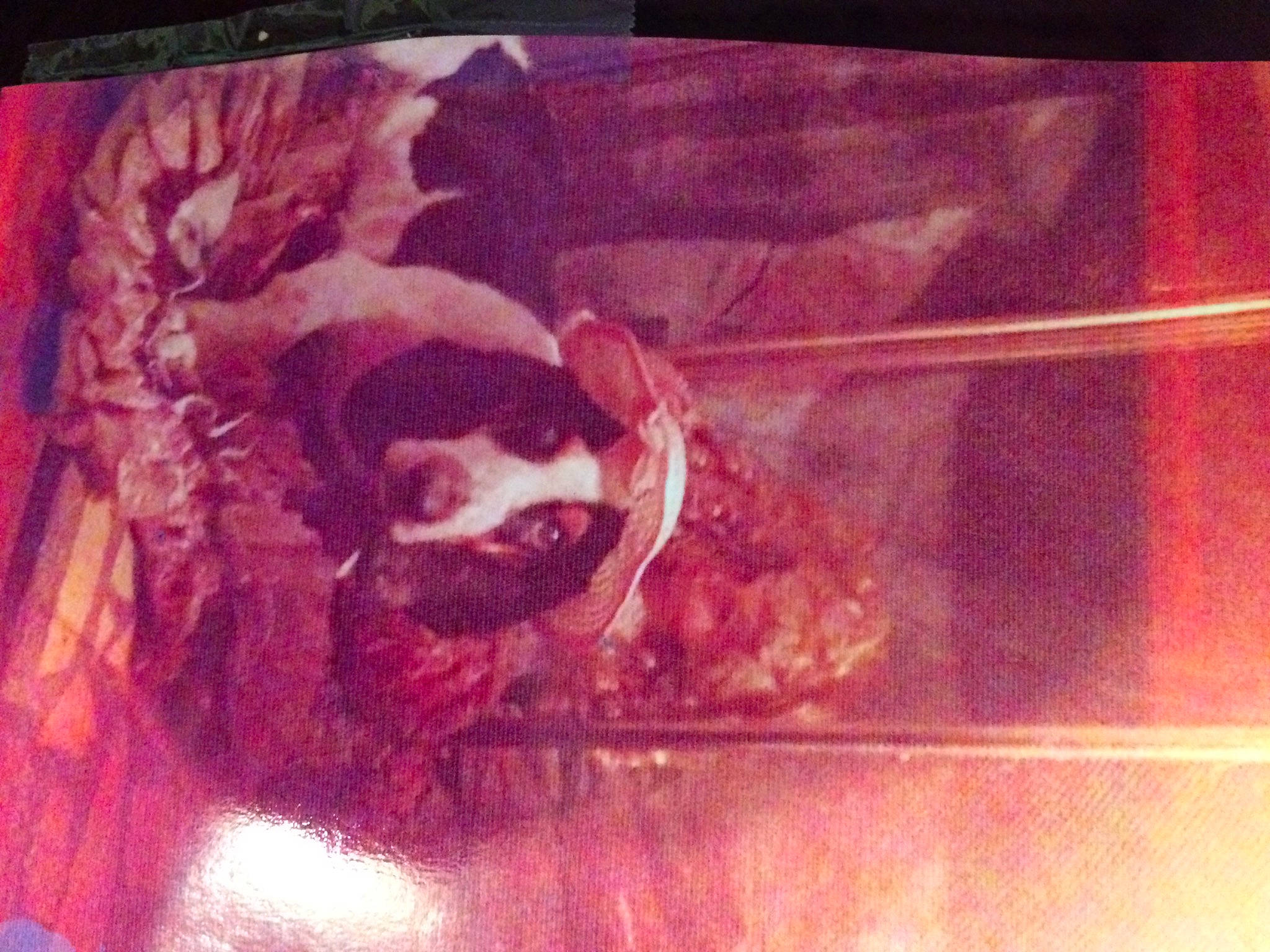 Fred joined the competition — help win amazing prizes! art, carnivore, companion_dog, dog, dog_breed, fawn, fictional_character, flesh, liver, magenta, painting, rectangle, room, snout, sporting_group, square, tints_and_shades, visual_arts, window, wood