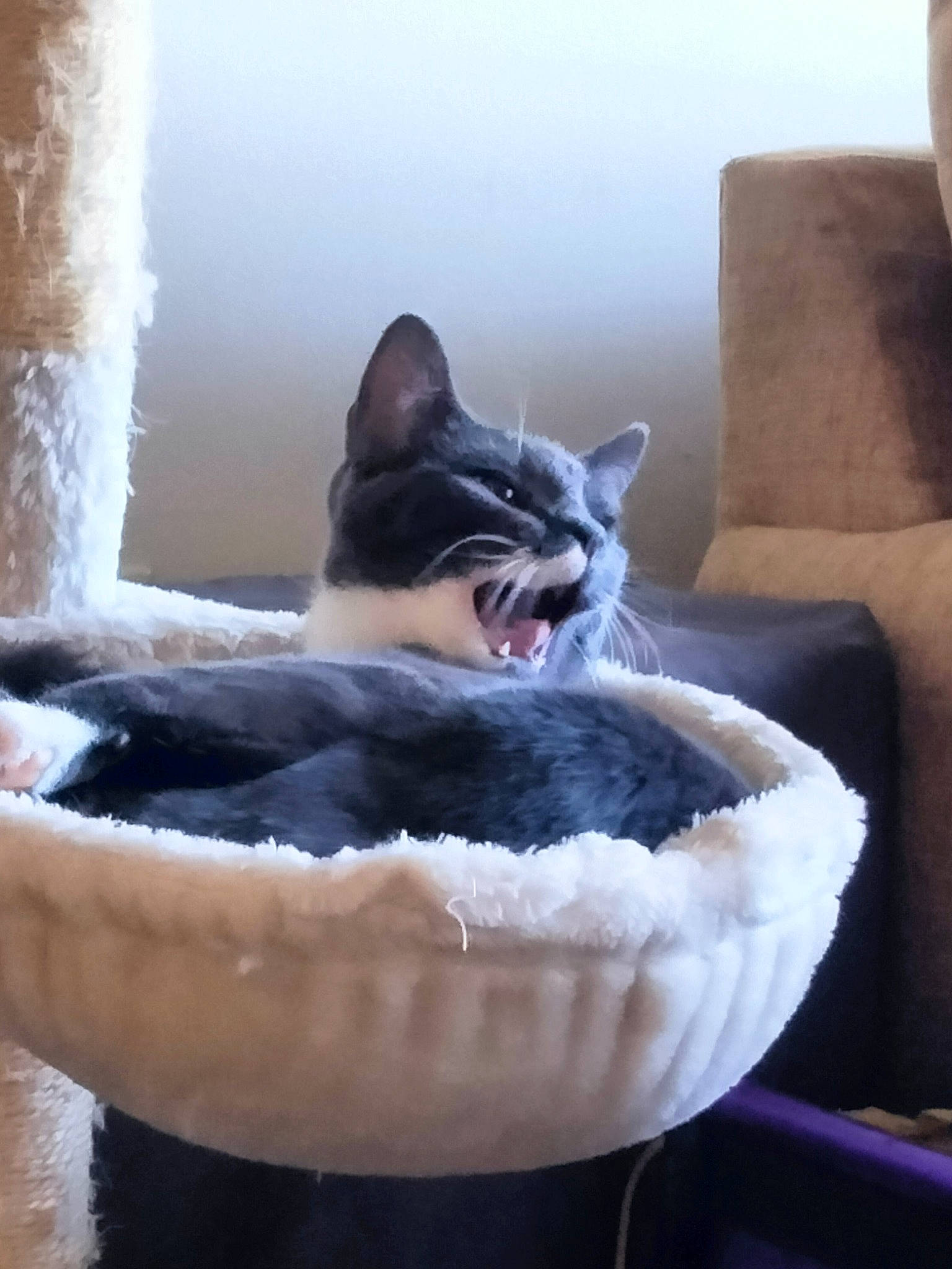 Loki is registered to the contest to win money with this photo: carnivore, cat, cat_bed, cat_supply, comfort, domestic_short_haired_cat, felidae, foot, freezing, fur, grey, paw, sitting, small_to_medium_sized_cats, snout, snow, tail, tree, whiskers, winter