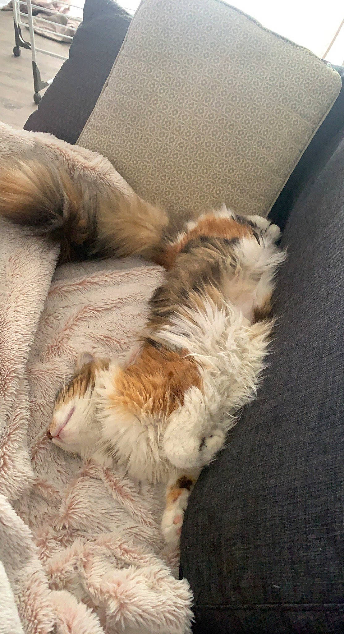 Missy a rejoint le concours — aidez-le/la à gagner de superbes lots ! canidae, carnivore, cat, claw, comfort, companion_dog, dog_breed, fawn, felidae, flooring, fur, human_leg, nap, paw, small_to_medium_sized_cats, sporting_group, tail, terrestrial_animal, whiskers, wood