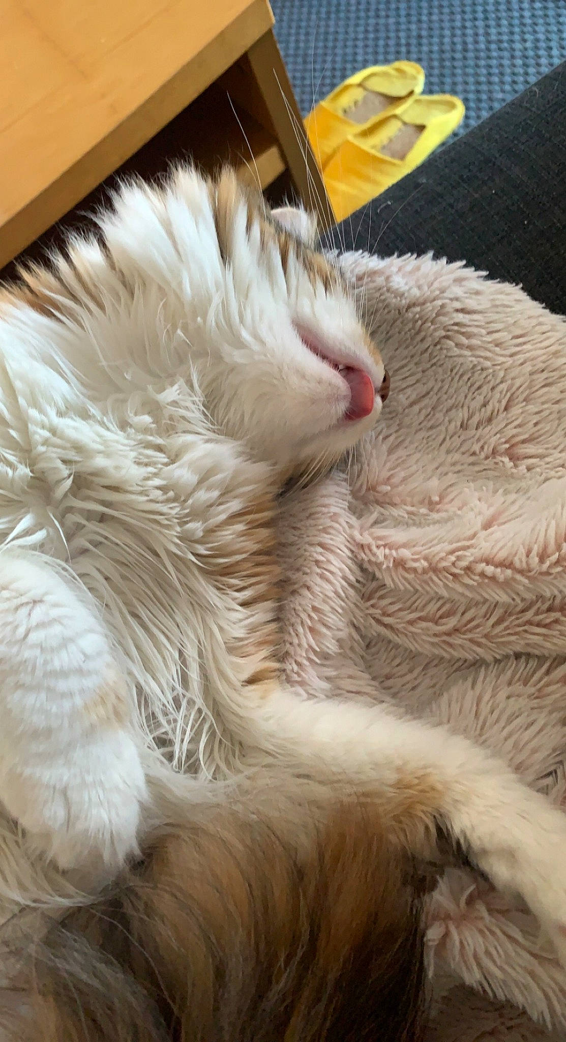 Missy participe au concours pour gagner de l'argent avec cette photo : carnivore, cat, claw, comfort, domestic_short_haired_cat, fawn, felidae, fur, nap, paw, sleep, small_to_medium_sized_cats, snout, tail, terrestrial_animal, thread, whiskers, wool