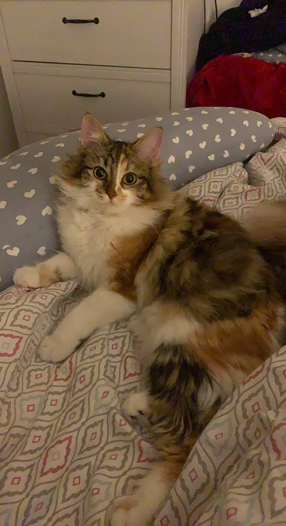 Missy participe au concours pour gagner de l'argent avec cette photo : bed, cabinetry, carnivore, cat, chest_of_drawers, claw, comfort, couch, domestic_short_haired_cat, door, drawer, fawn, felidae, flooring, fur, paw, small_to_medium_sized_cats, tail, terrestrial_animal, whiskers