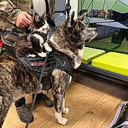 Taz a rejoint le concours — aidez-le/la à gagner de superbes lots ! kitten, dog, person, indoor, wooden_floor, harness, leash, camo_jacket, bench, window, green_cushion, pet, animal, feline, canine, fur, standing, companion, curious, alert