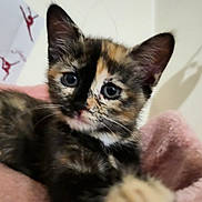 Orïa participe au concours pour gagner de l'argent avec cette photo : abyssinian, animal, brasssection, cat, couch, furniture, horn, kitten, manx, musicalinstrument, pet, siamese