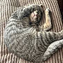 Misty participe au concours pour gagner de l'argent avec cette photo : animal, blanket, cat, closeup, cozy, cushion, cute, feline, fur, indoor, nap, paw, pet, relaxed, resting, sleeping, soft, striped, tabby, whiskers