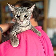 Misty a rejoint le concours — aidez-le/la à gagner de superbes lots ! animal, blurred_background, cat, claws, close_up, cute, domestic_cat, ears, fur, gray_tabby, holding, indoor, kitten, looking, person, pet, pink_shirt, portrait, whiskers, young_cat