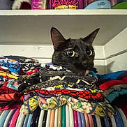 Tiana joined the competition — help win amazing prizes! animal, black_cat, cat, closet, clothes, colorful, curious, cute, fabric, folded_clothes, hanger, hidden, household, indoor, pattern, pet, shelf, stack, textile, tongue_out