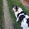 dog, black_and_white, leash, grass, path, outdoor, nature, pet, walking, curious, canine, fur, animal, side_view, ground, plants, daylight, trail, happy, companion