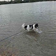 Laïka a rejoint le concours — aidez-le/la à gagner de superbes lots ! dog, water, lake, leash, outdoor, nature, rocks, cloudy_sky, trees, ripples, black_and_white, pet, animal, shallow_water, splashing, canine, daytime, grass, shoreline, walking