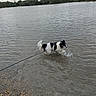 dog, water, lake, leash, outdoor, nature, rocks, cloudy_sky, trees, ripples, black_and_white, pet, animal, shallow_water, splashing, canine, daytime, grass, shoreline, walking
