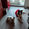 dog, indoor, floor, window, red_sweater, pet, door, natural_light, curtain, tile_floor, small_dog, medium_dog, kitchen, food_bowl, metal_bowl, box, home, relaxing, animal, fur