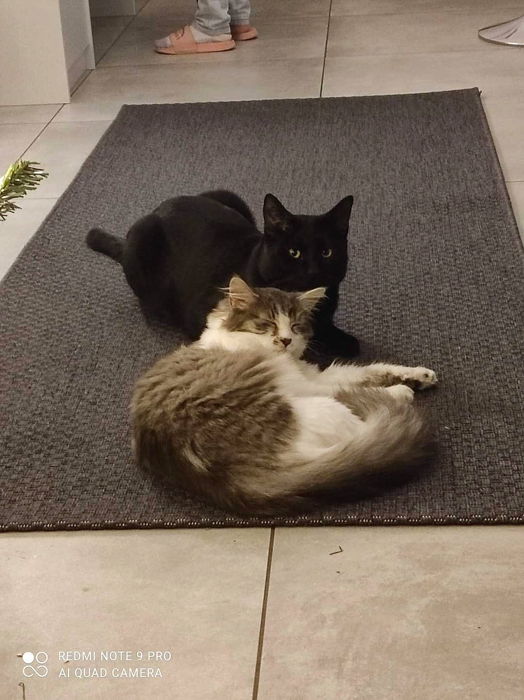 Charly Et Mao a rejoint le concours — aidez-le/la à gagner de superbes lots ! carnivore, cat, comfort, eye, felidae, floor, flooring, grey, hardwood, human_leg, mammal, paw, plant, road_surface, small_to_medium_sized_cats, snout, tail, tree, whiskers, wood