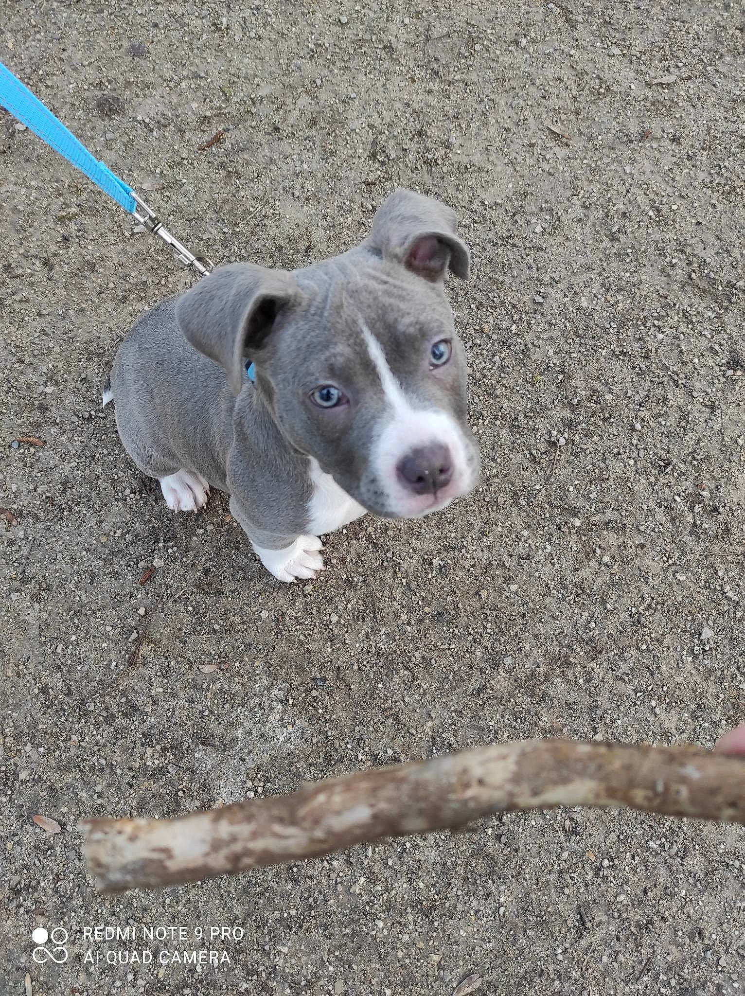 Hadès a rejoint le concours — aidez-le/la à gagner de superbes lots ! asphalt, canidae, carnivore, collar, companion_dog, concrete, dog, dog_breed, non_sporting_group, pet_supply, road_surface, sidewalk, soil, sporting_group, tail, terrestrial_animal, working_animal